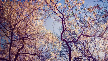 Pastel tonları Bahar çiçeği ağaçlar vintage polaroid etkisi 