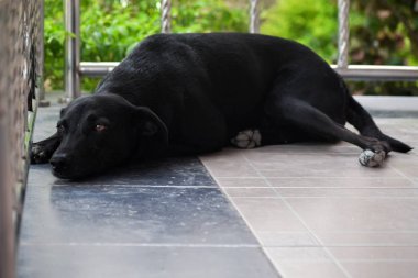 Siyah köpek yaklaş. 