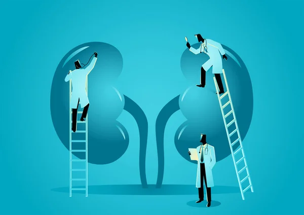 Vector Graphic Illustration Team Doctors Diagnose Human Kidney Nephrologist — Stock Vector