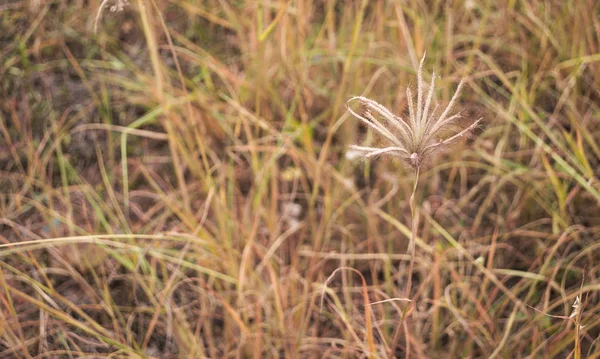 Poaceae herbe sur fond flou de champ de verre jaune — Photo
