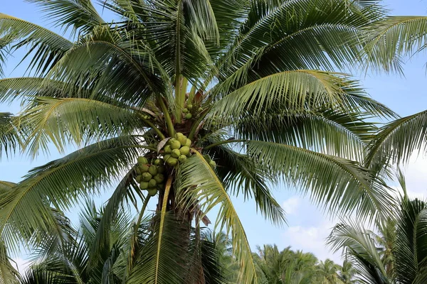 Закройте тропическое кокосовое дерево — стоковое фото