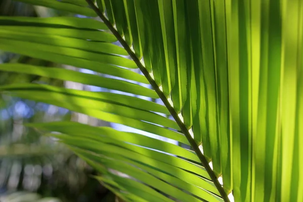 Закрыть зеленые листья кокоса, мелкая глубина резкости — стоковое фото