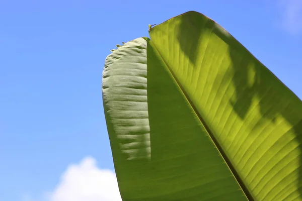 Банановый лист на голубом фоне неба, неглубокая глубина поля, свет и тень — стоковое фото