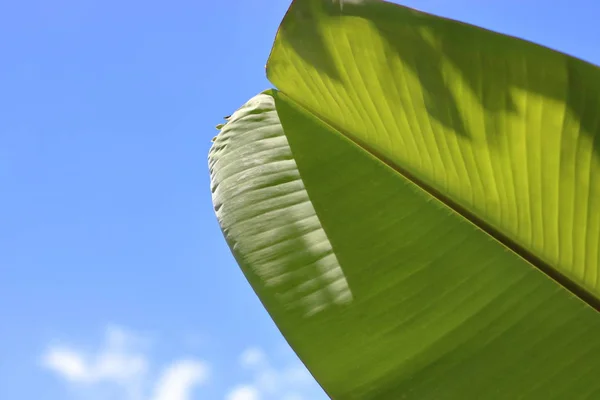 Красивые банановые листья на голубом небе для фона и текстуры, неглубокая глубина поля, свет и тень — стоковое фото