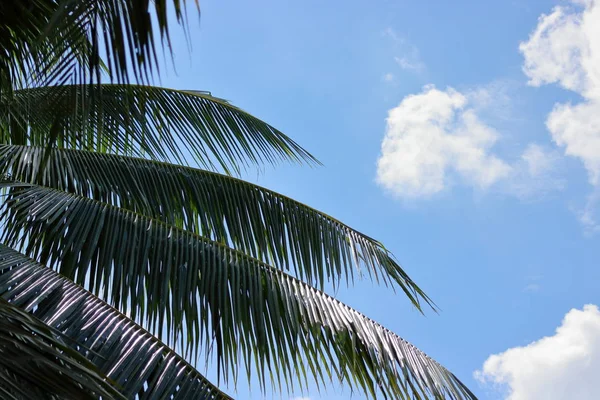 Листья кокосового дерева на голубом фоне неба — стоковое фото