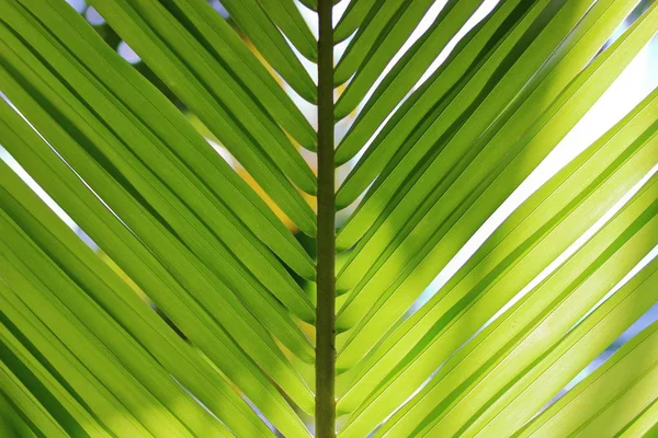 Зеленые кокосовые листья. light and shadow, shallow depth of field — стоковое фото