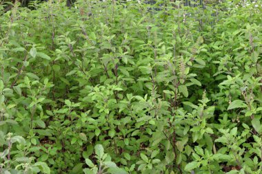 Kutsal fesleğen veya bilimsel adı Ocimum tenuiflorum olduğunu