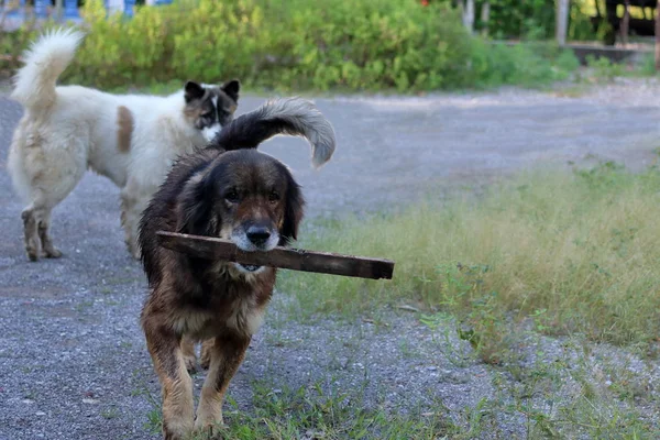 Un cane che tiene in bocca un bastone di legno — Foto Stock