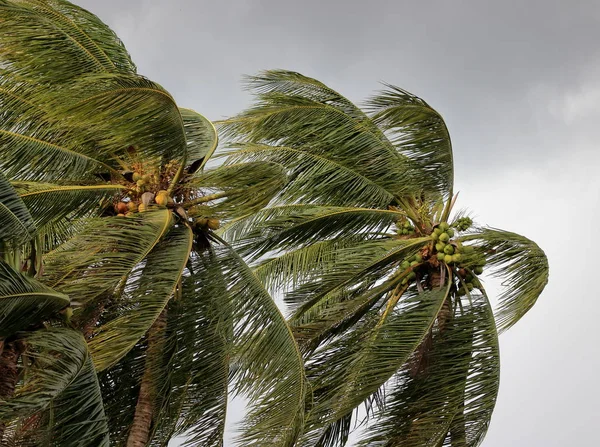 Coconut palm tree blowing in the winds before a power storm or hurricane — Stock Photo, Image