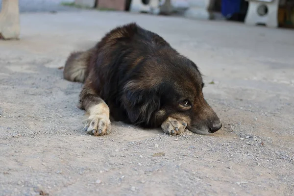 Portrait de chien mignon est couché sur le sol extérieur . — Photo