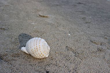 Arka plan için tropik sahilde karanlık sandy güzel beyaz kabuk.