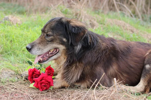Cutie y encantador perro está esperando a su dueño con una hermosa de rosas rojas artificiales —  Fotos de Stock