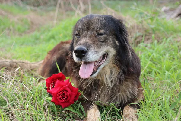 Retrato de lindo y encantador perro sonríe con un hermoso ramo de rosas rojas artificiales . — Foto de Stock