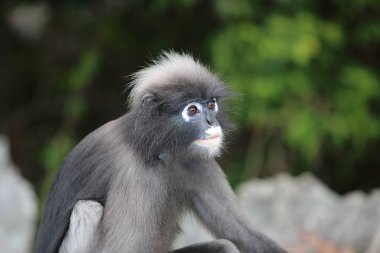 Vahşi gölgeli yaprak maymun ya da bulanık doğa arka plan üzerinde Trachypithecus burnu.