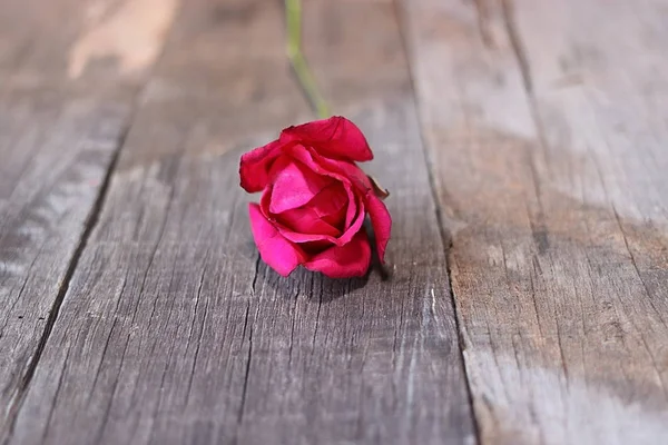 Selectieve aandacht en ondiepe scherptediepte van een rode roos op oude houten achtergrond. Aftelkalender voor Valentijnsdag of romantiek concept — Stockfoto