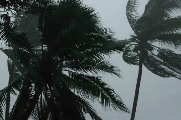 Кокосовые пальмы во время сильного ветра или урагана. Дождливый день — стоковое фото