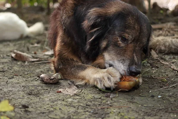 Portret van mooie bruine hond liggen en spelen op de grond. — Stockfoto