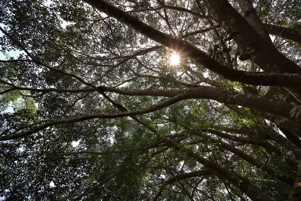 Τροπικό δάσος τοπίο με οπίσθιο φωτισμό Kew Mae Pan μονοπατιού της φύσης στο πάρκο natuonal Doi Inthanon, Chaingmai, Ταϊλάνδη — Φωτογραφία Αρχείου