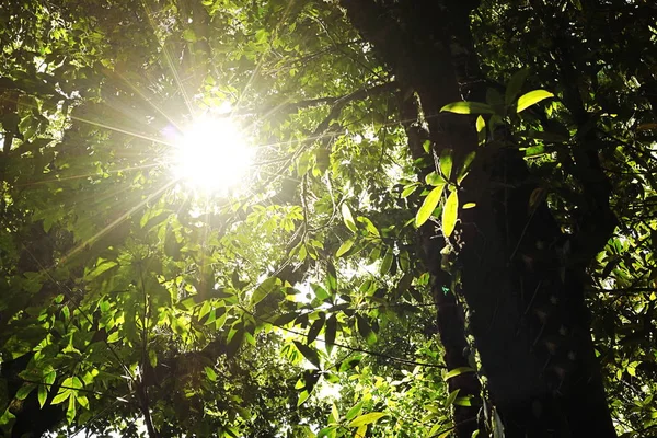 Όμορφη ηλιαχτίδα σε τροπικό δάσος σε Kew Mae τηγάνι, Chaing Μάι, Ταϊλάνδη — Φωτογραφία Αρχείου