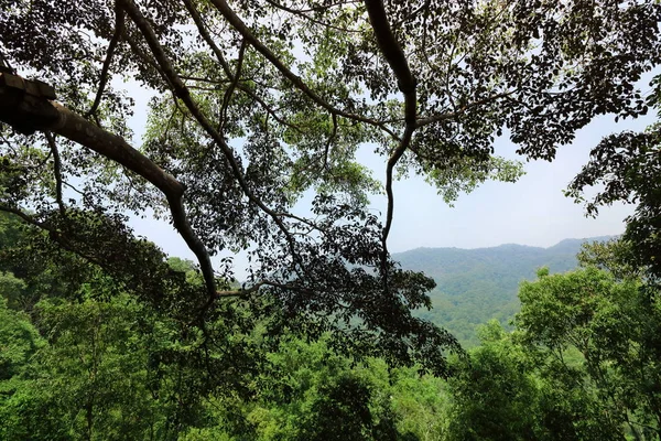 Tropisch regenwoud landschap bij Doi Inthanon natuonal Park, Chaingmai, Thailand — Stockfoto