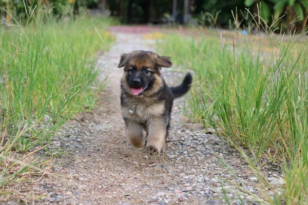 Gelukkig mooie Duitse herder pup in de natuur van het groene gras op de werf uitgevoerd. — Stockfoto