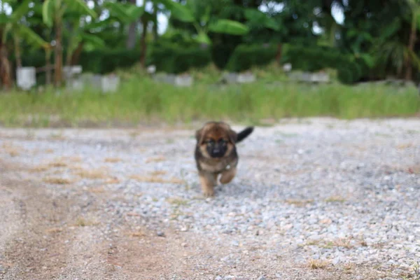 Abstract wazig cutie Duitse herder puppy wandelen op de werf — Stockfoto