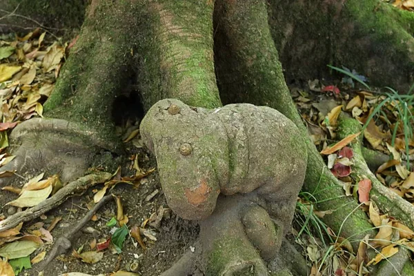 Дивовижні коріння дерев подивитися, як хробак в К'ю Mae пан природи trail, Дої Inthanon природний парк, Чіанг травня, Таїланд — стокове фото