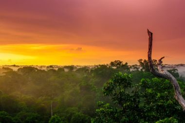 Amazonas Brezilya yağmur ormanları ağaçlarda üzerinden günbatımı