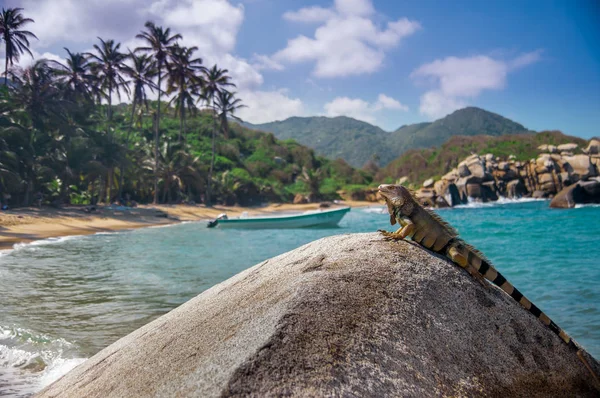 Iguana relaxing on a rock in the sun in National park Tayrona