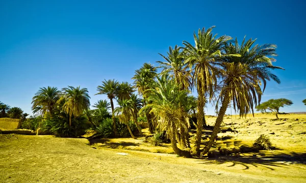 Morocco sahara çölde bir vaha — Stok fotoğraf