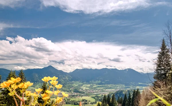 Flores na frente de alpes bávaros — Fotografia de Stock