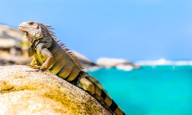 İguana Milli Parkı Kolombiya Tayrona içinde bir kaya üzerinde