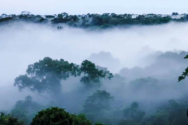 Niebla matutina en la selva brasileña junto al río Javari —  Fotos de Stock