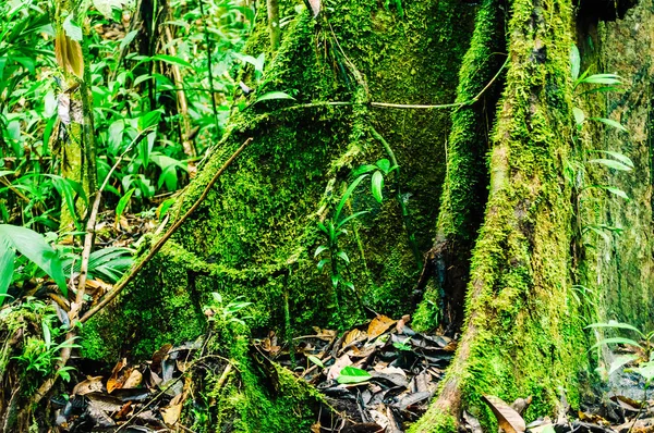 Korzenie szkarpowe stare drzewa lasu deszczowego — Zdjęcie stockowe