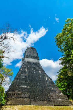 Yağmur ormanlarında Tikal tarafından Maya piramit