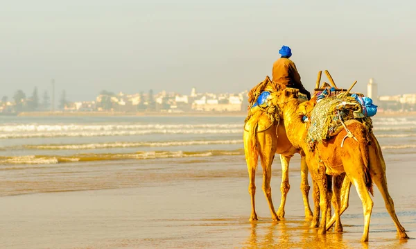 Cammelli sulla spiaggia di Essaouira in Marocco — Foto Stock