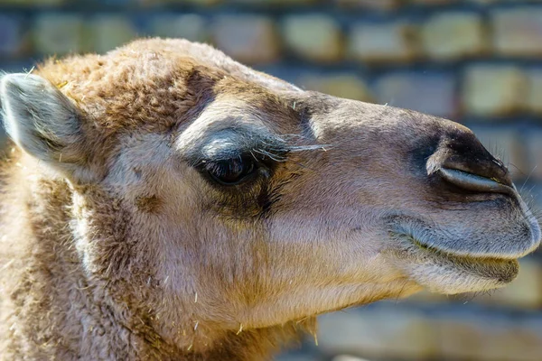 Närbild av kamel ansikte — Stockfoto