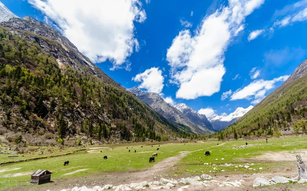 Yak herd in green valley of tibetian Highlands — Stock Photo, Image