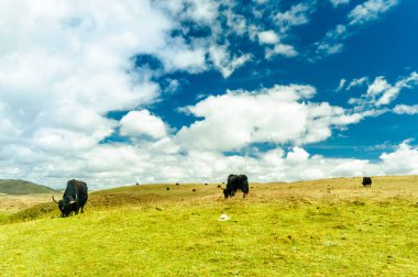 Yak grup Tibet Highlands