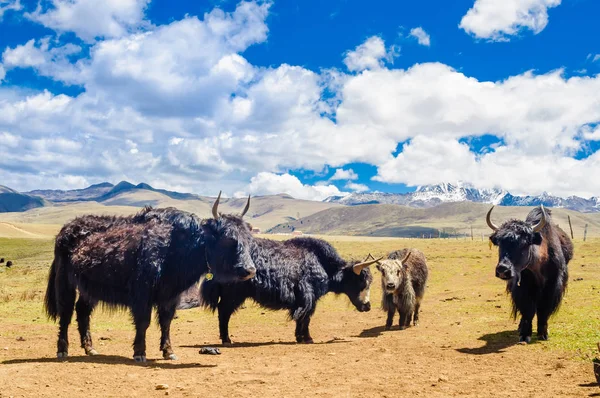 Golpe de yak ante el monte Yala en las tierras altas tibetanas — Foto de Stock