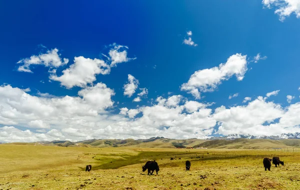 Goup di yak negli altopiani tibetani — Foto Stock