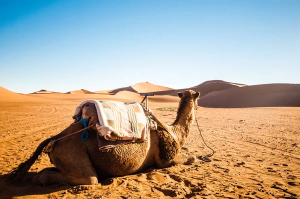 Fas'taki çöl dunes önünde deve — Stok fotoğraf