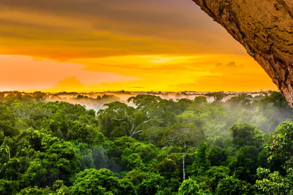 Matahari terbenam di atas hutan hujan di Brazil — Stok Foto