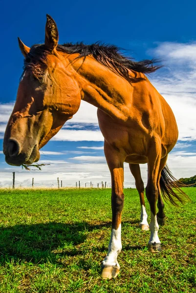 Portret brązowy koń w Niemczech — Zdjęcie stockowe