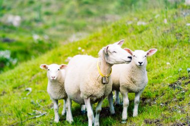 Norveç yeşil bir çayırda üzerinde koyun sürüsü