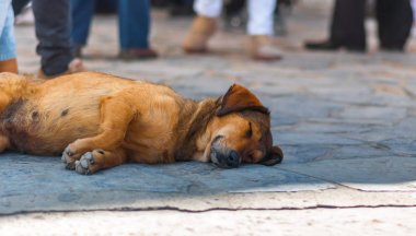 Köpek yere döşeme ve uyku