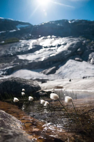 Fleurs en fleurs au bord d'un lac glaciaire en Norvège — Photo