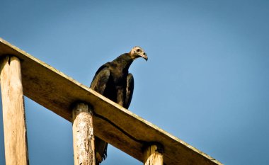 vulture in the brazilian rain forest