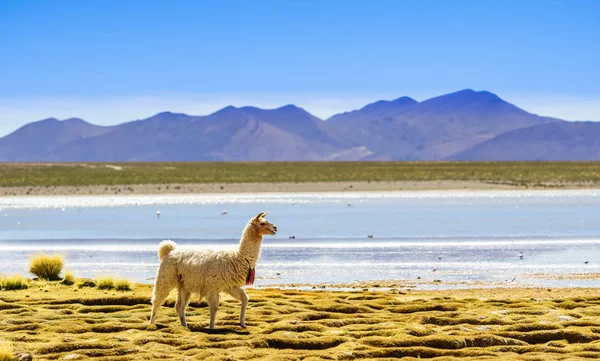 Lama por lagoa no Altiplano da bolívia — Fotografia de Stock