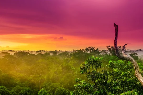 Pôr do sol roxo sobre a floresta tropical brasileira na região amazônica — Fotografia de Stock
